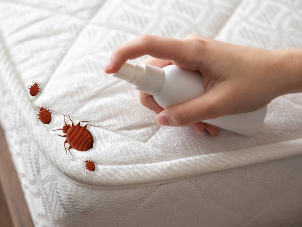 Emergency Pest Control in Nazareth, PA